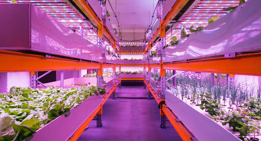 aquaponics system - natures generator