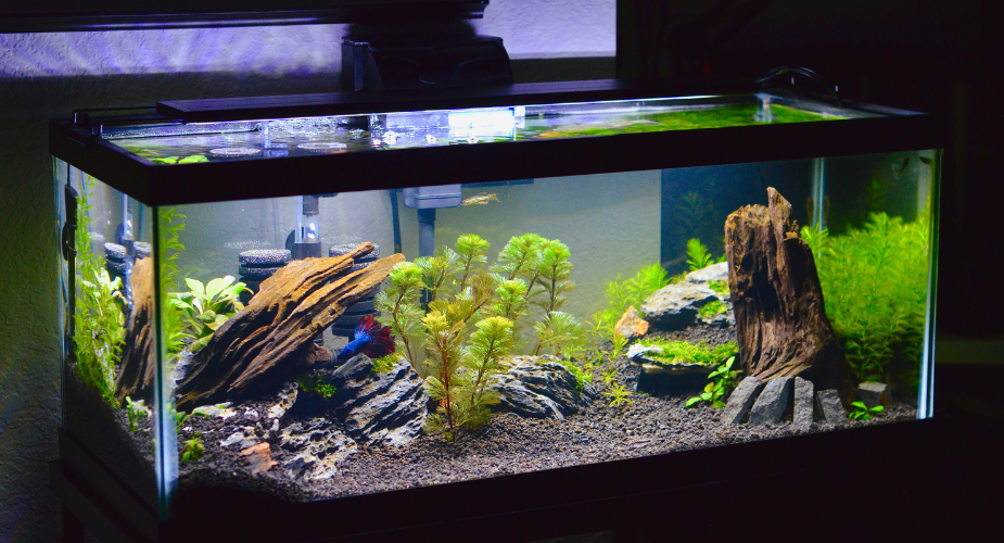 Reliable Aquarium Battery Backup Systems for Power Outages