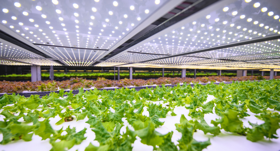 greenhouse farming - natures generator