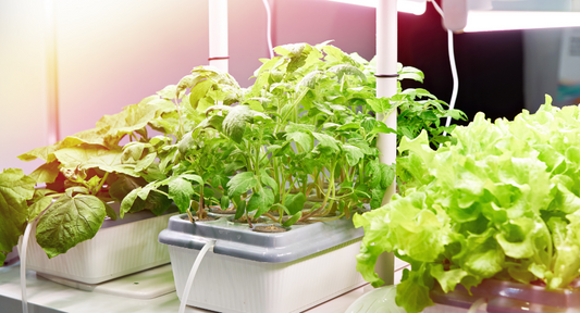 hydroponic gardening - natures generator