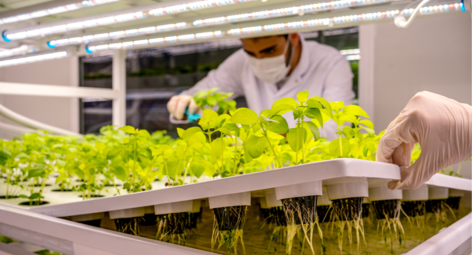 Solar Solutions for Your Hydroponic System