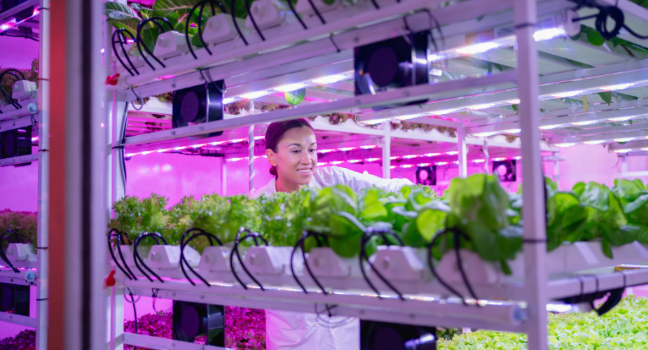 Premium Quality Greenhouses for Year-Round Gardening